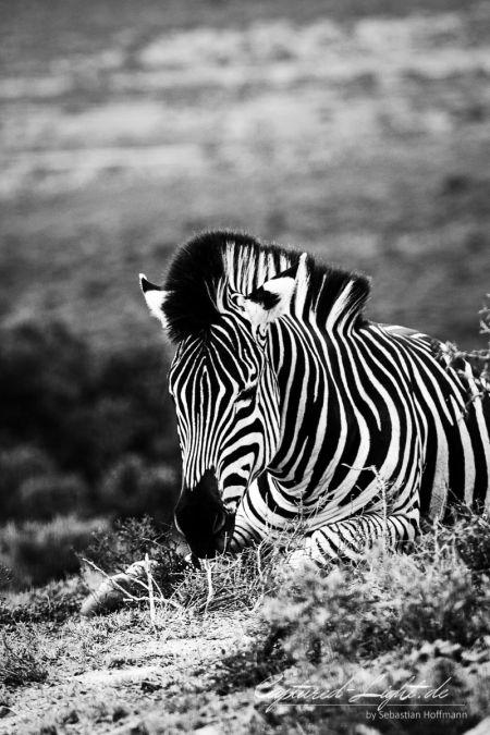 tiere-28